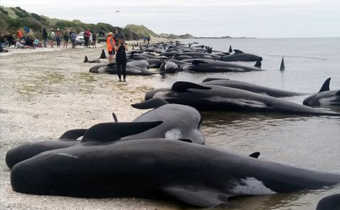 stranded whales